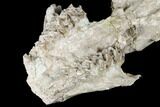 Fossil Oreodont (Merycoidodon) Skull - Wyoming #174374-5
